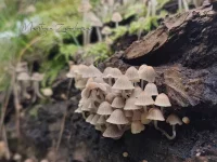 Zwerminktzwam [Coprinellus disseminatus]
